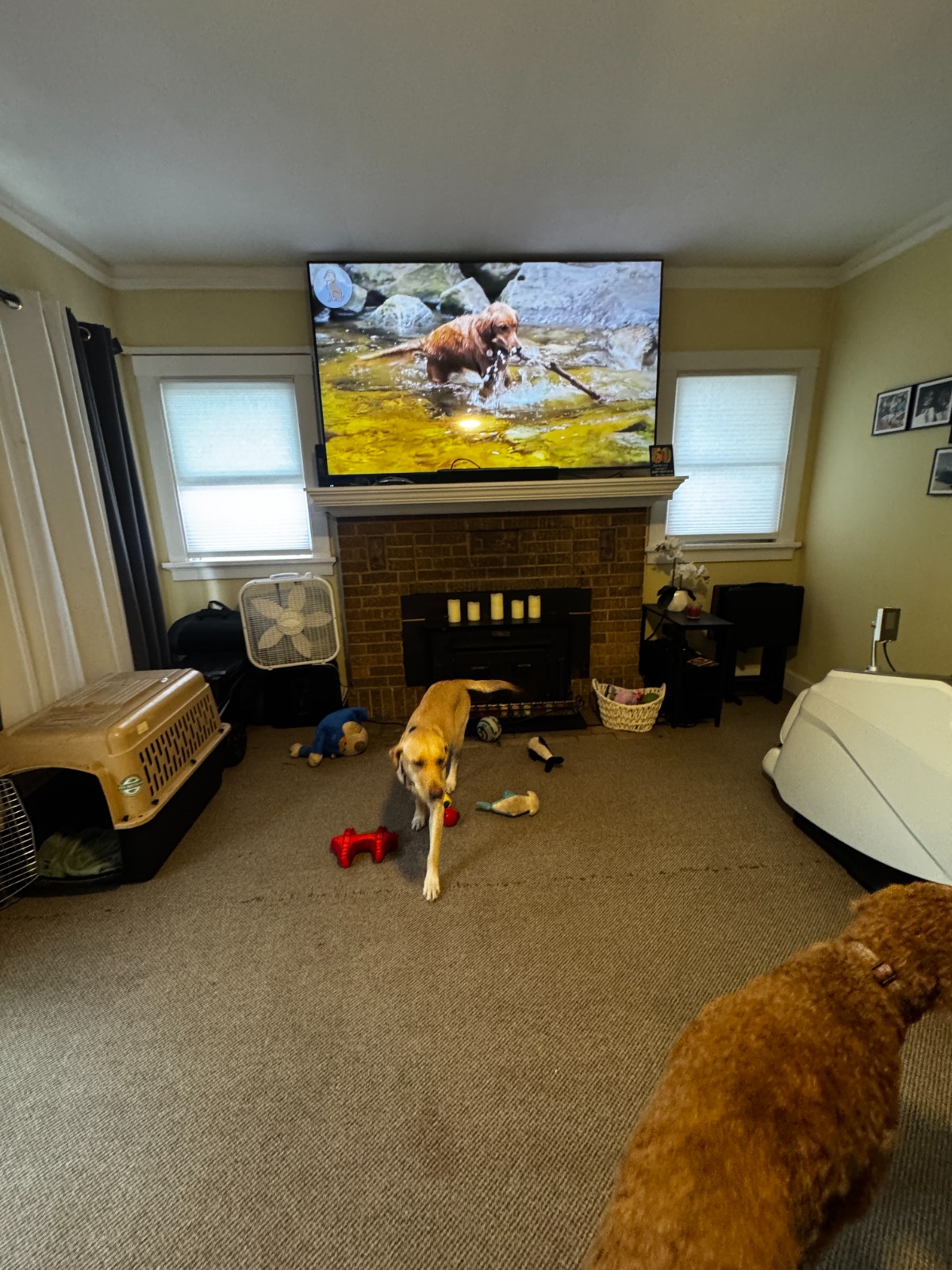 Luxury dog care