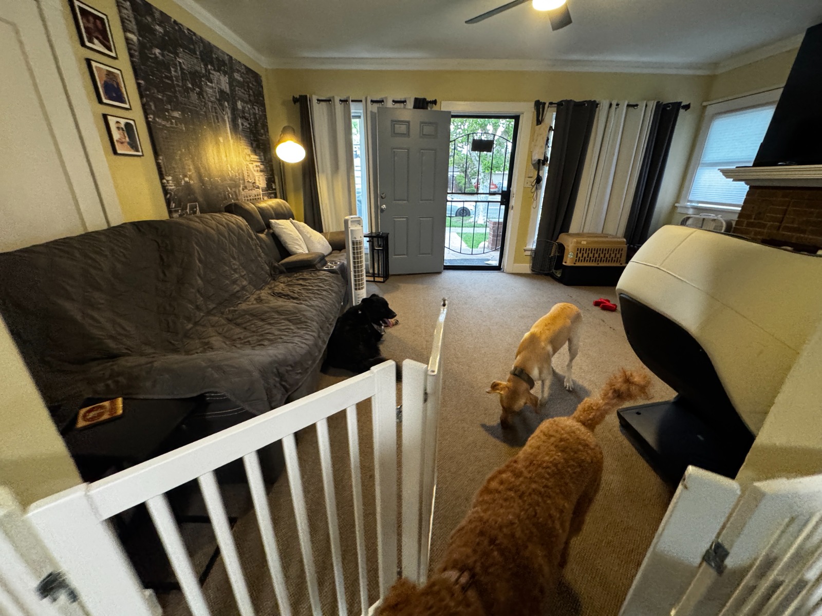 Dog boarding experience