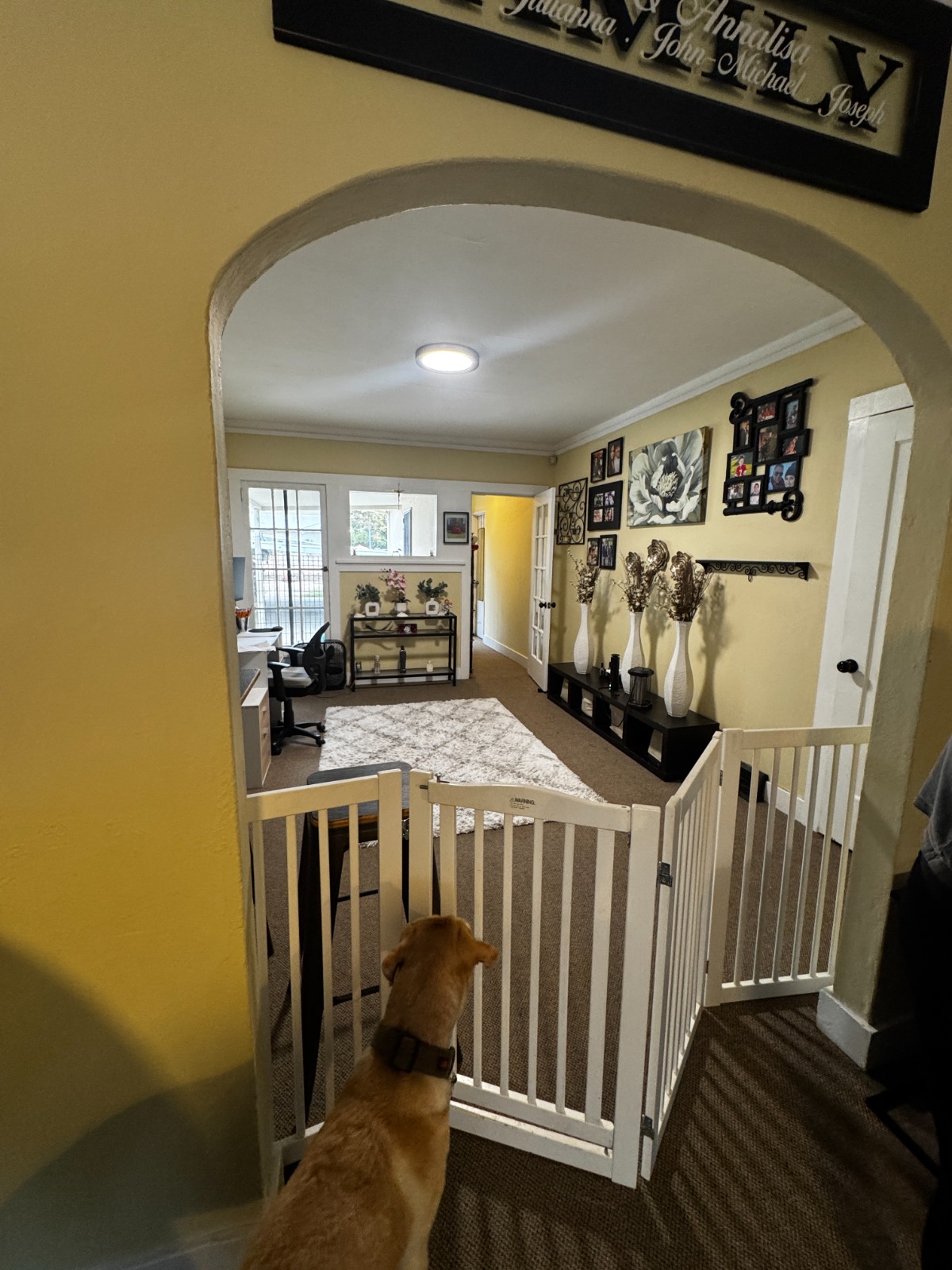 Luxury dog resort