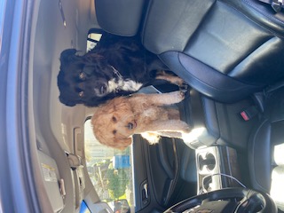 Luxury dog care services