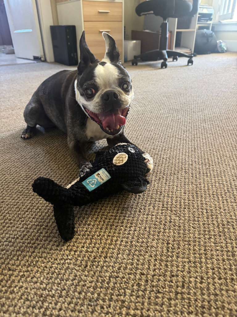 Dog boarding experience