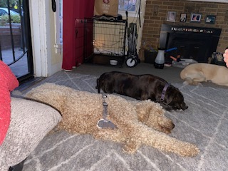 Luxury dog boarding