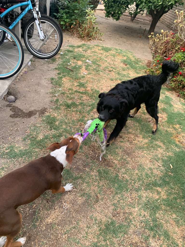 Dog enjoying resort amenities