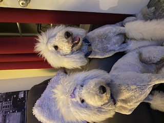 Happy dogs at Annalisa's
