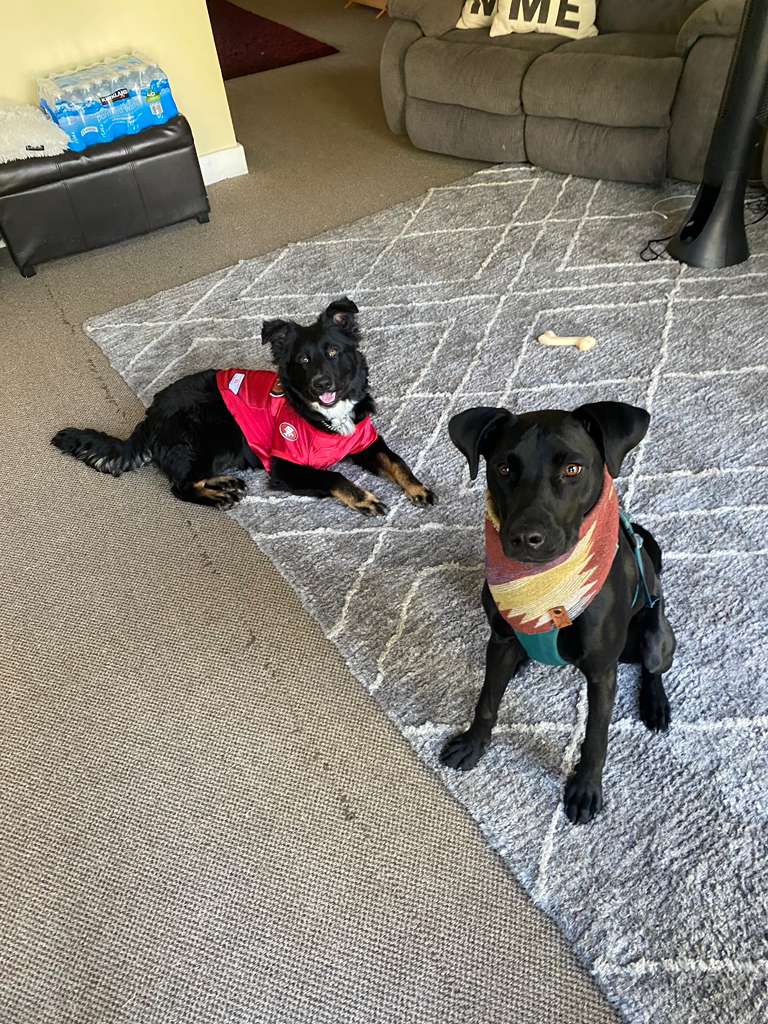 Dogs playing together at the resort