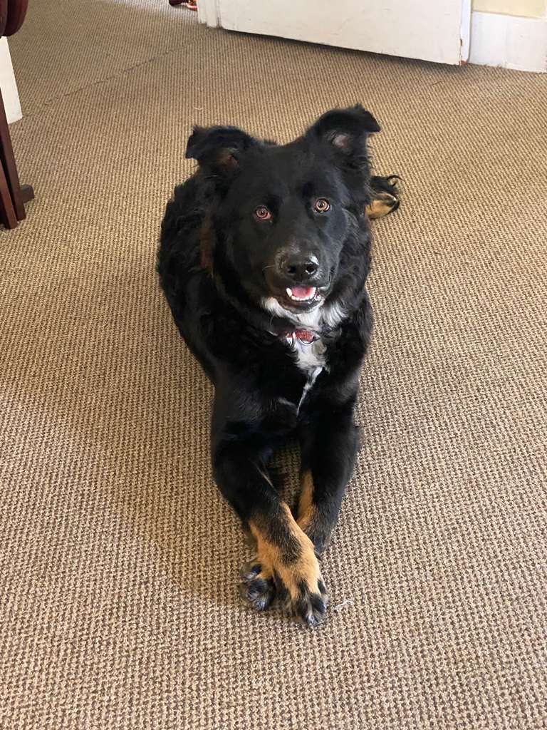 Luxury dog boarding experience
