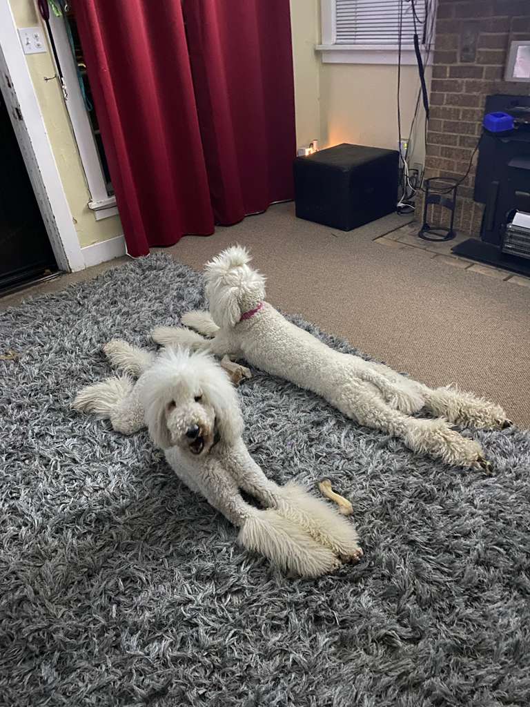Dog boarding services