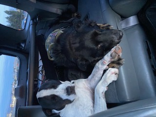 Happy dog experience