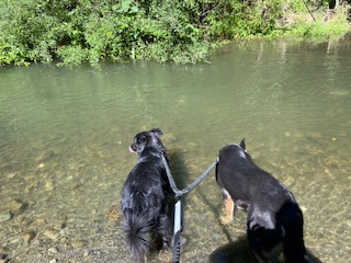 Luxury dog resort