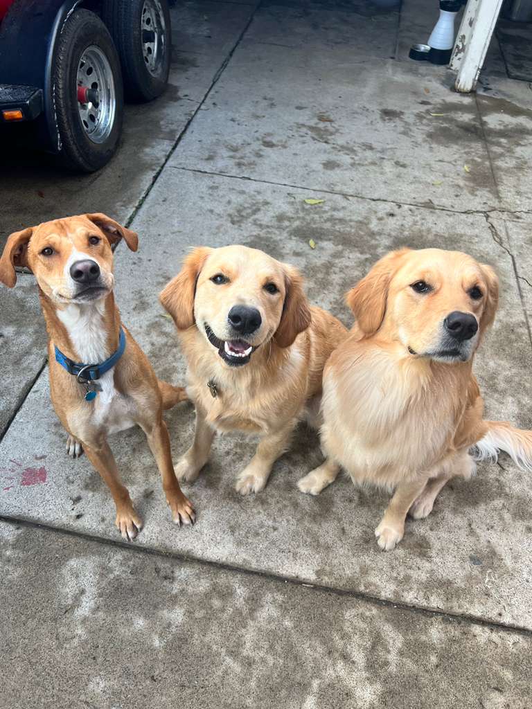 Luxury dog care services