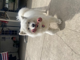 Dog boarding fun