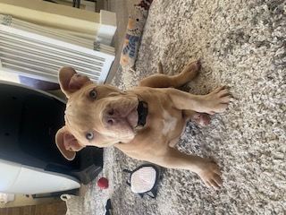 Dog daycare services