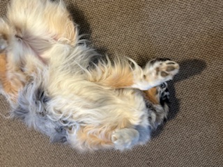 Luxury dog boarding